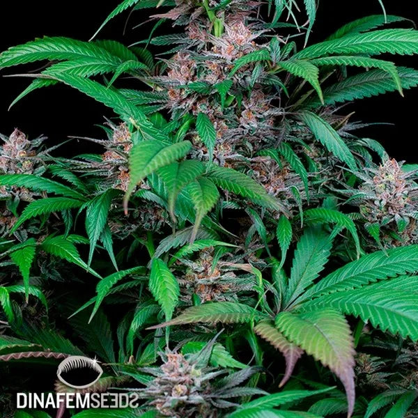 Quick Kush