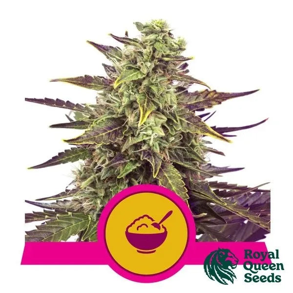 Cereal Milk - Royal Queen Seeds