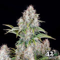 Cinderella Auto