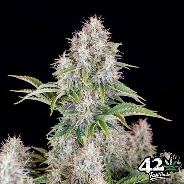 Cinderella Auto