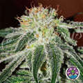 Black Russian