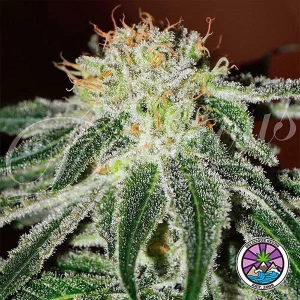 Black Russian