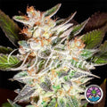 Delicious Candy Auto