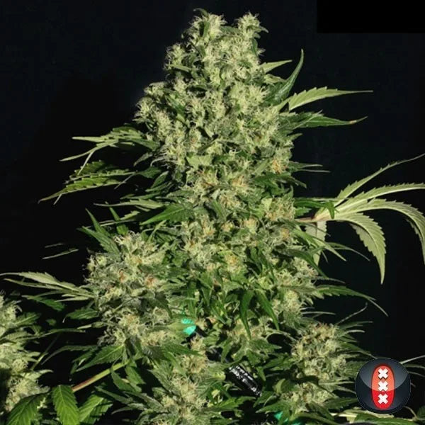 Chronic Regular