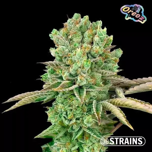 Strain Box 2