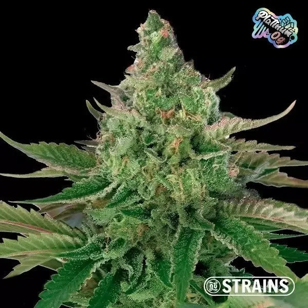Strain Box 2
