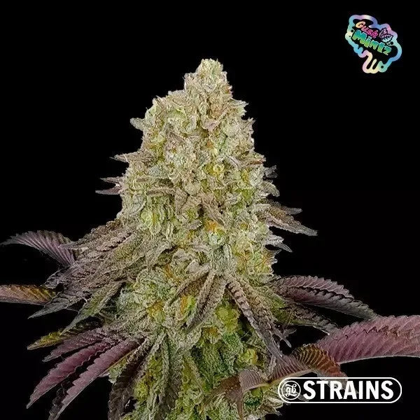 Strain Box 2